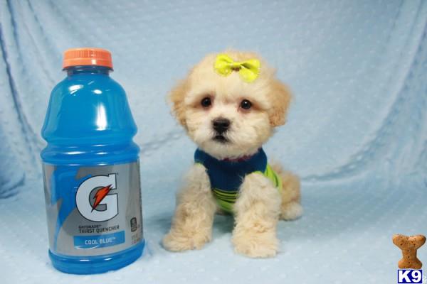 lvpuppyheaven Picture 3